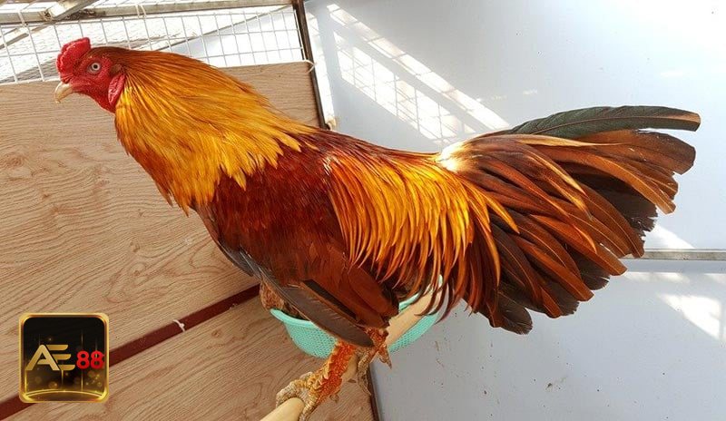 Đá gà ae888 - Tốc độ cập nhật kèo và khả năng thao tác Đá gà ae888 - Tốc độ cập nhật kèo và khả năng thao tác