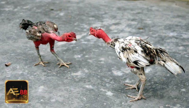 Đá gà tre - Tỷ lệ rõ ràng, thao tác dễ làm quen Đá gà tre - Tỷ lệ rõ ràng, thao tác dễ làm quen