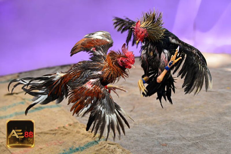 Đá gà tre - Nhịp đấu nhanh tạo cảm giác cuốn hút Đá gà tre - Nhịp đấu nhanh tạo cảm giác cuốn hút