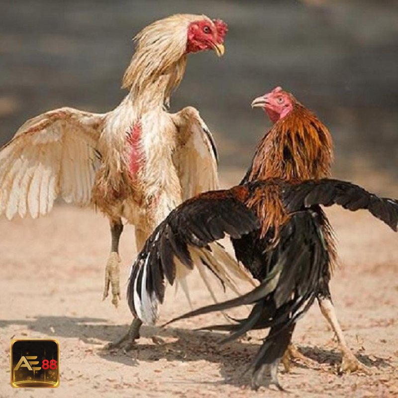 Đá gà đòn - Lối đánh thiên về đòn và thế Đá gà đòn - Lối đánh thiên về đòn và thế