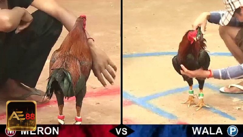 Đá gà đòn - Thể lực là nền tảng của sự bền bỉ Đá gà đòn - Thể lực là nền tảng của sự bền bỉ