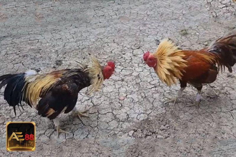 Đá gà tre - Bản chất của bộ môn quen thuộc Đá gà tre - Bản chất của bộ môn quen thuộc